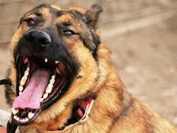 Should I tell my Insurance Company if my dog bites someone? Should I tell my Insurance Company if my dog bites someone?