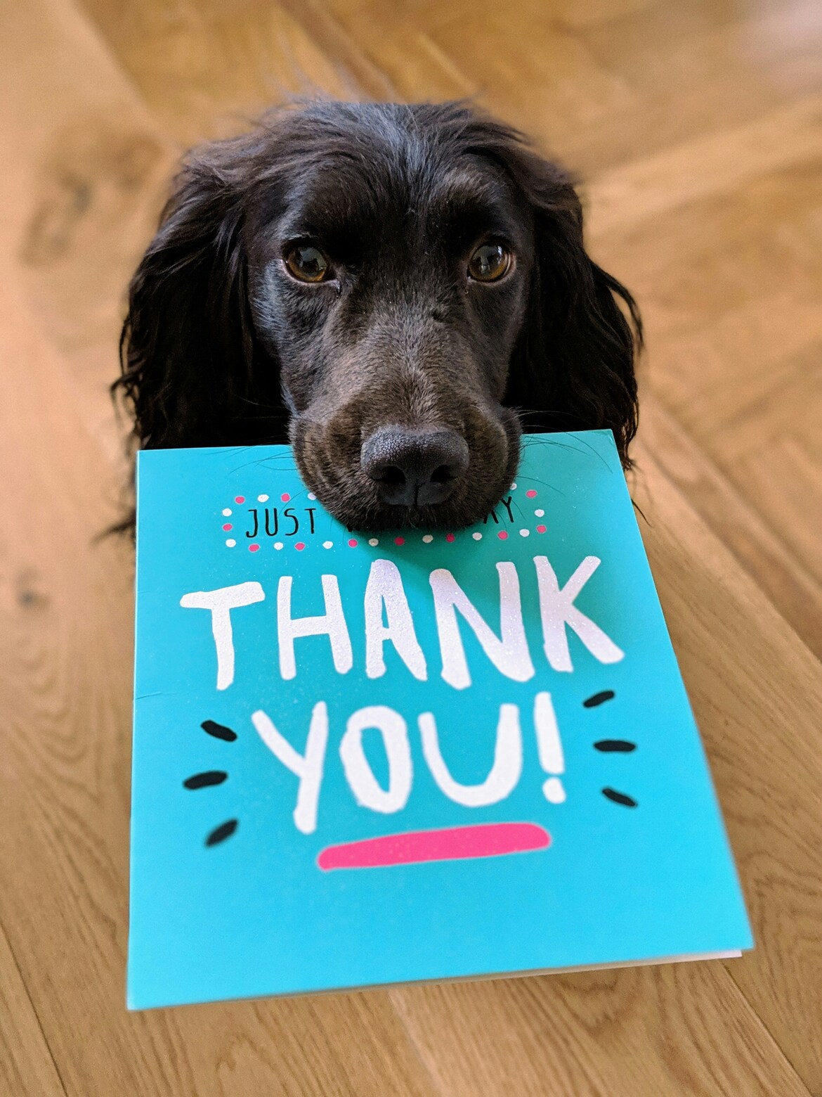 dog holding a thank you card