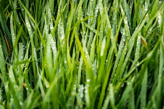 Professional lawn fertilizer service for healthy grass