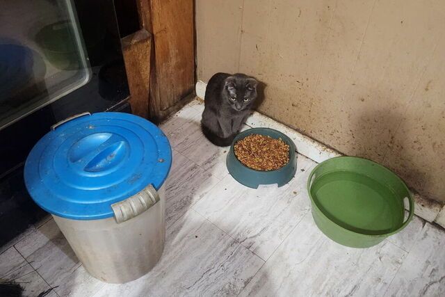 Lil Grey