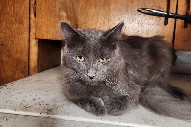 Smokie