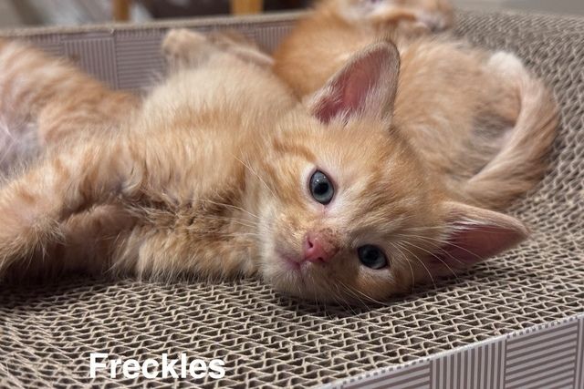 Freckles