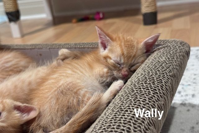 Wally