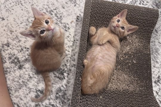 Freckles, Wally & Puddles