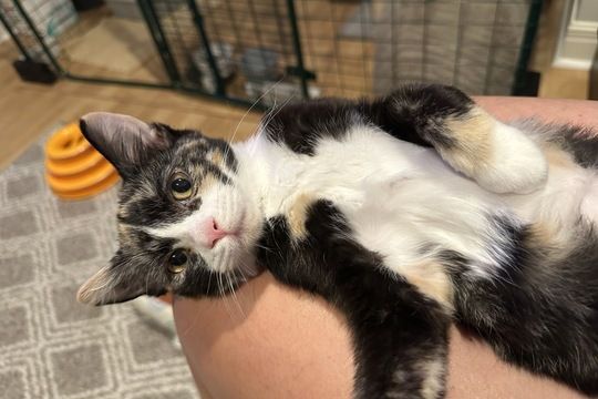 Kit Kat