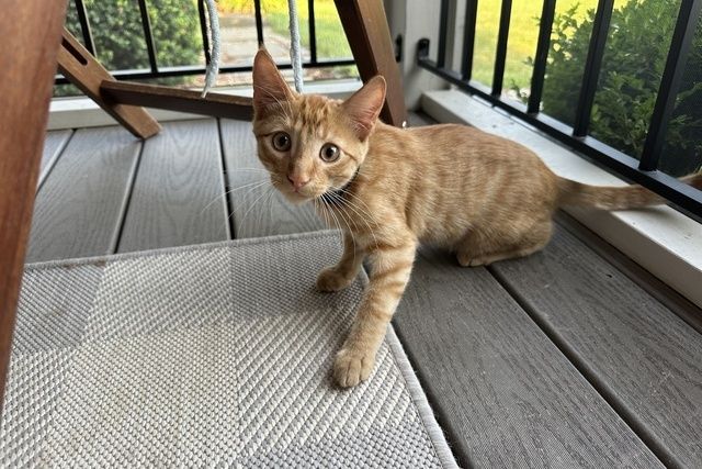 Jet