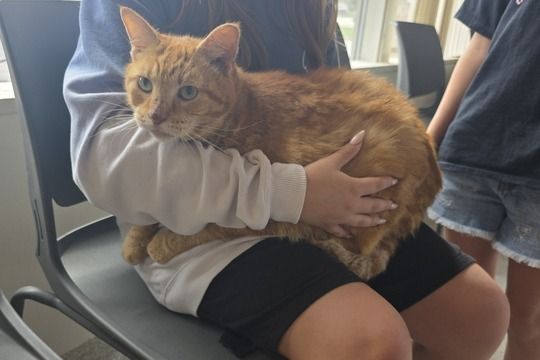 Garfield