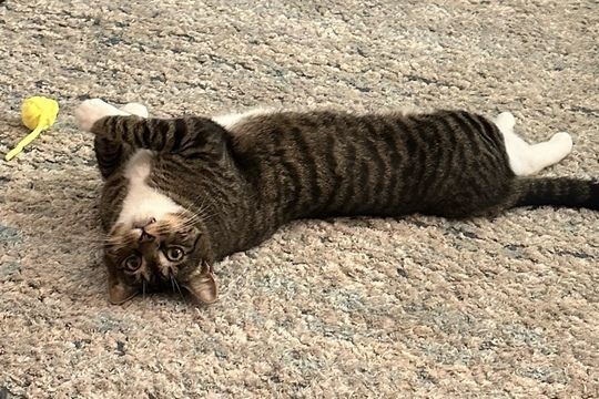 Jake from State Farm